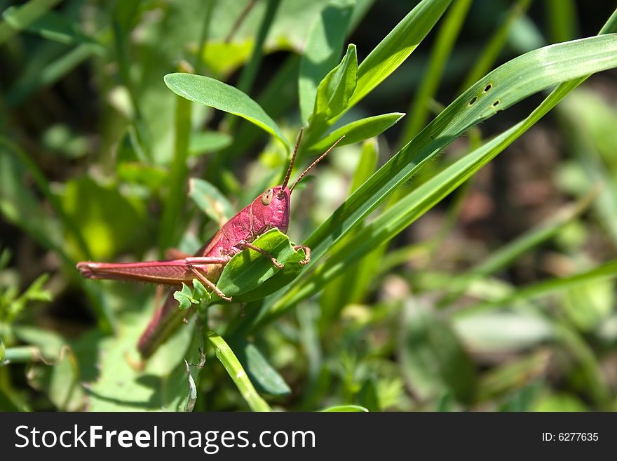 Red grasshopper on the green grass. Russia Ural. Red grasshopper on the green grass. Russia Ural.