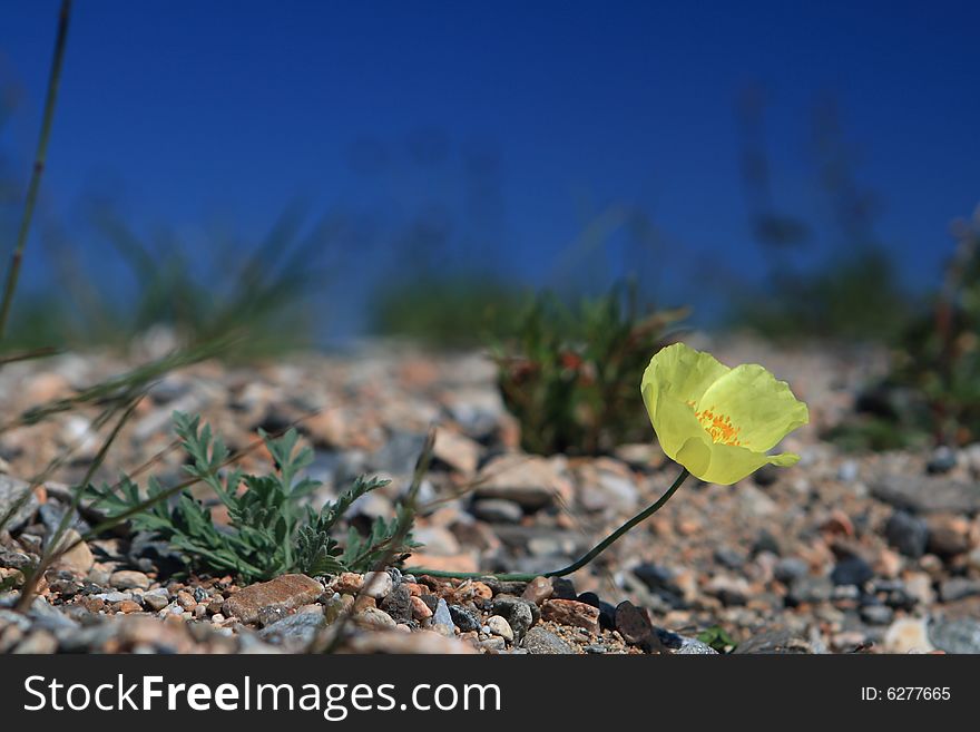 Yellow flowers in the pebble. Yellow flowers in the pebble