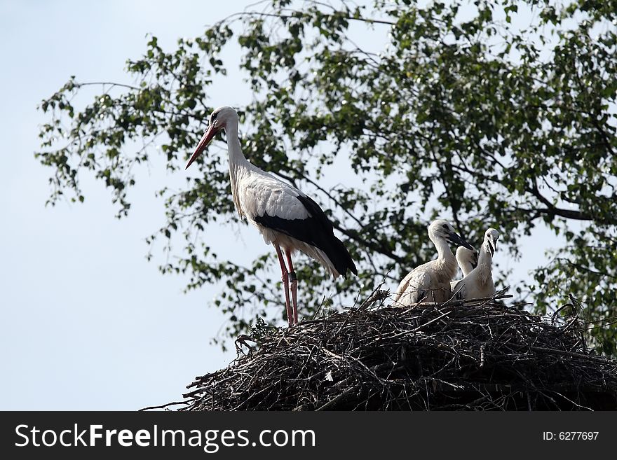 Stork couple on their nest. Stork couple on their nest