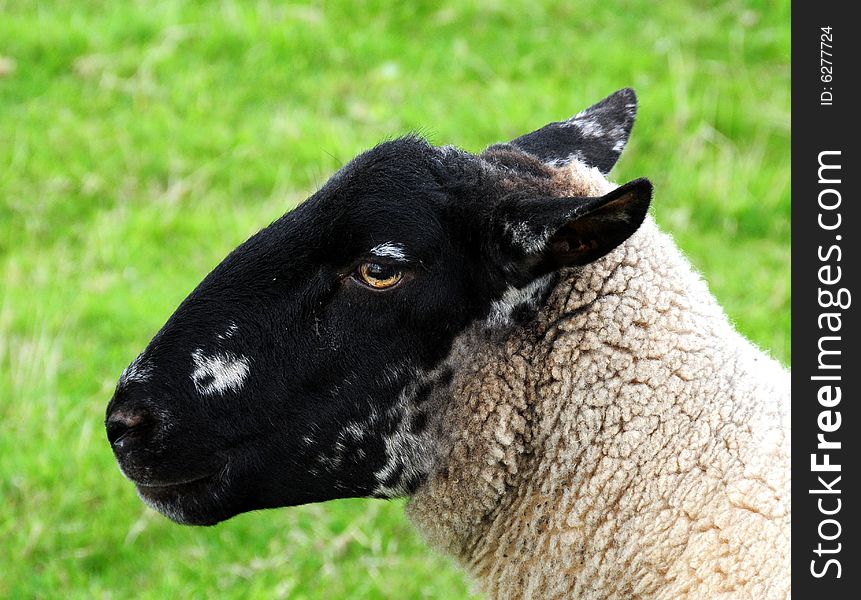 Head shot of a sheep in the countryside