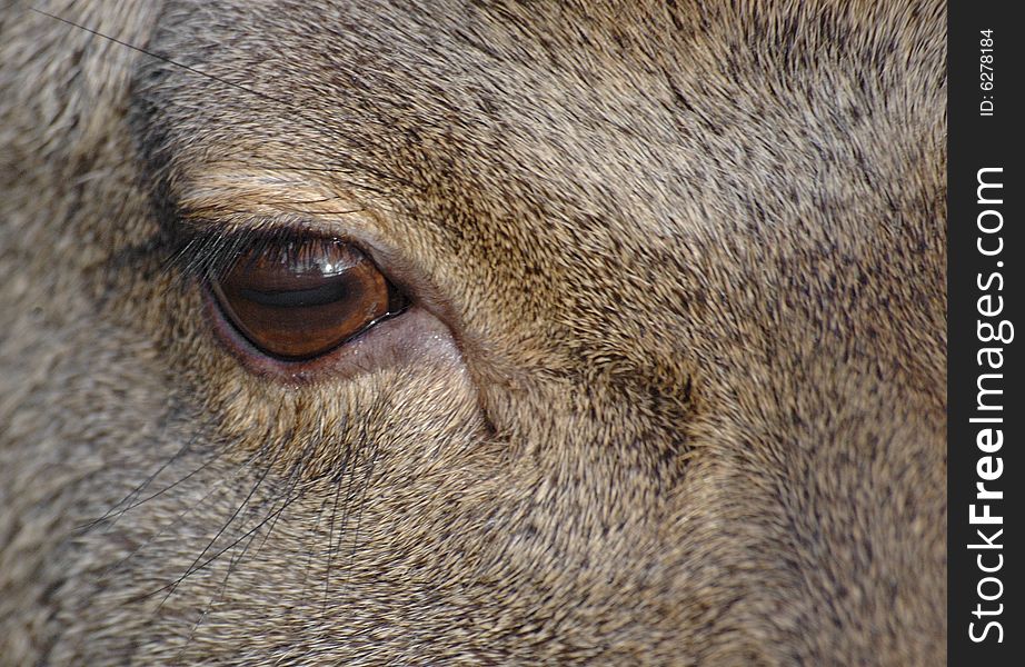 Close up of a deers eye. Close up of a deers eye