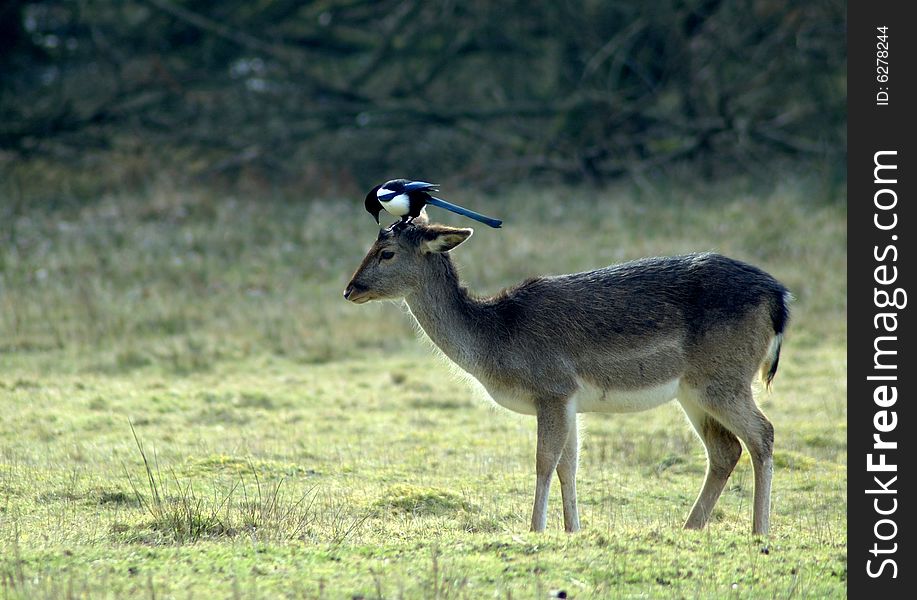 Magpie resting on top of a fallow deer's head. Magpie resting on top of a fallow deer's head