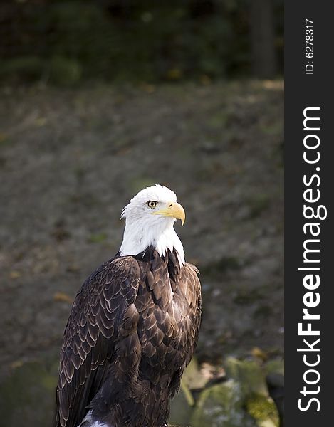 Beautiful eagle isolated on the background