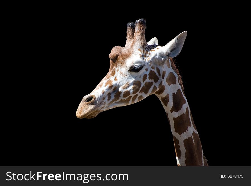 Giraffe's head isolated on black background