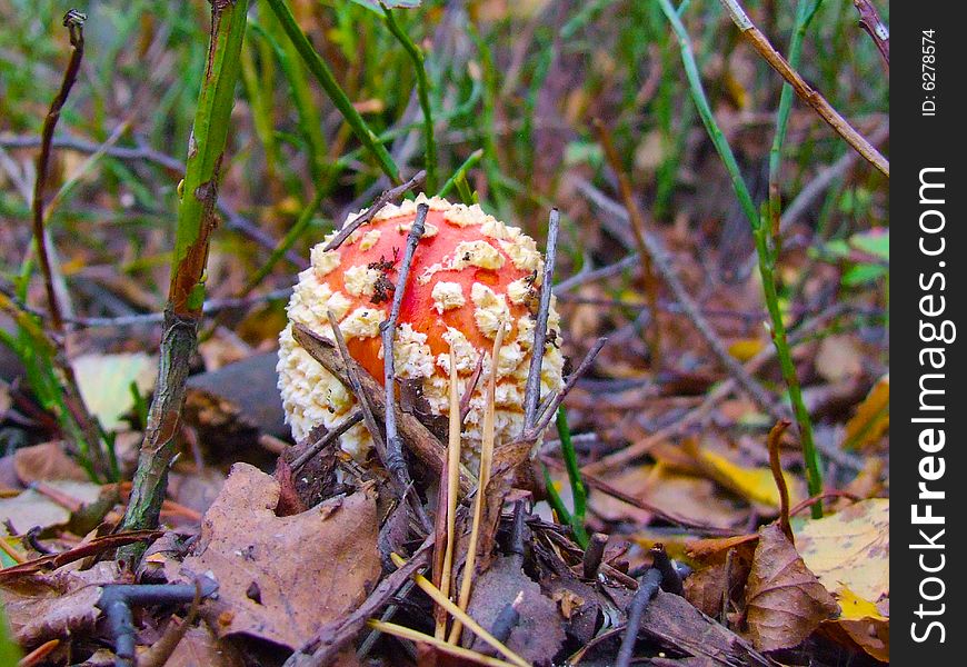 Red fly agaric close-up shot. Red fly agaric close-up shot