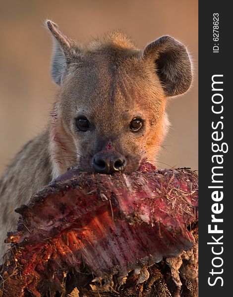 Spotted Hyena in dirt road with bushbuck carsass in portrait closeup. Spotted Hyena in dirt road with bushbuck carsass in portrait closeup