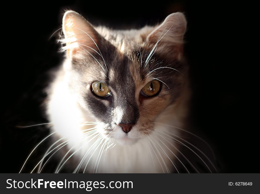 A portrait of cat on a black background