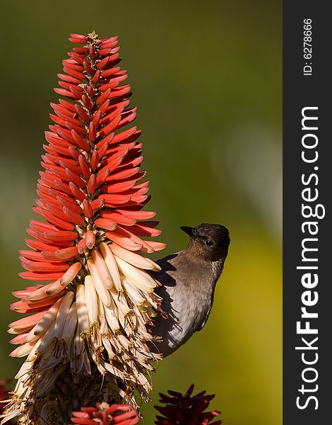 Black Eyed Terrestrial Brownbul on red and cream Aloe with smooth green background