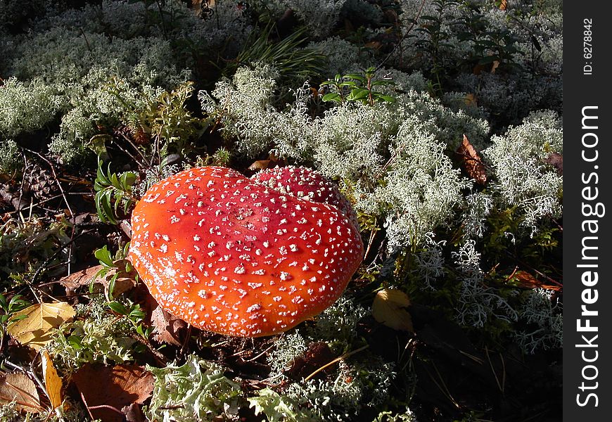 Red fly agaric close-up shot. Red fly agaric close-up shot