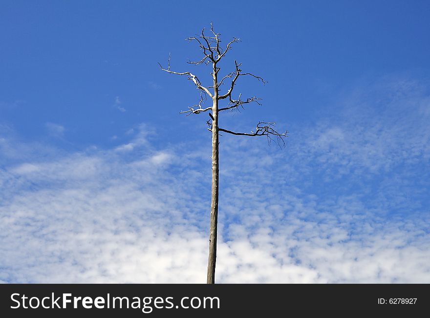 North landscape: lonely tree on background of infinite azure sky. North landscape: lonely tree on background of infinite azure sky