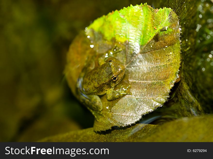 Tiny Frog On Leaf