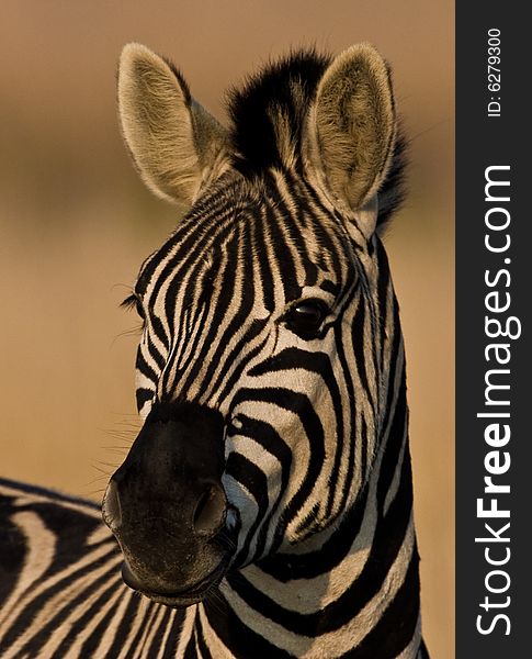 Burchells Zebra Portrait
