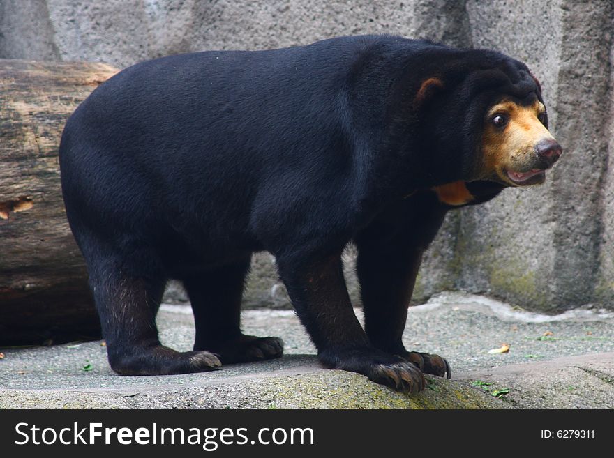 Andean bear in the zoo in Frankfurt, Germany.