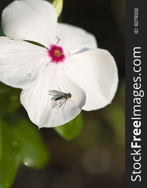 A closeup of a fly on a white flower petal. A closeup of a fly on a white flower petal.
