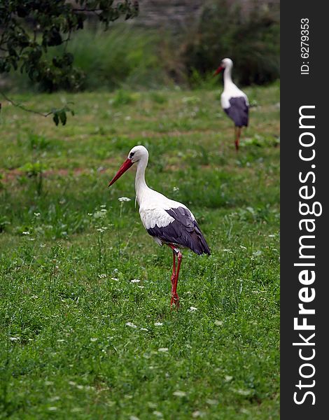 Stork is standing in green meadow