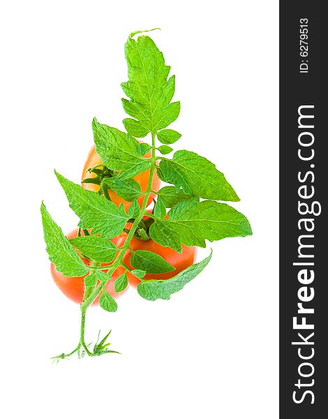Tomato and green brunch on a white background