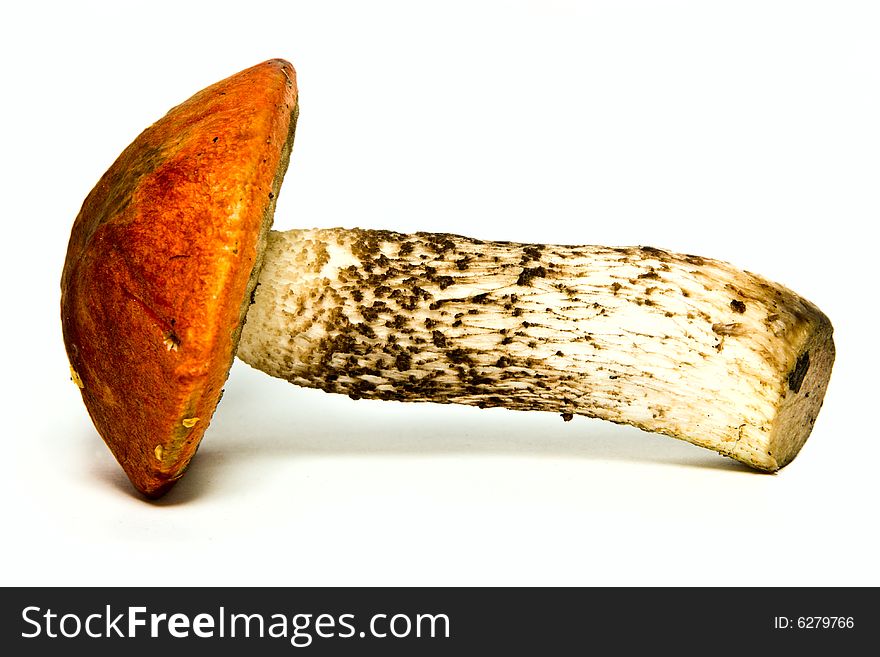 Photo of mushroom isolated over white. Clipping path included