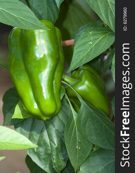 Green peppers grown at home following ecological way