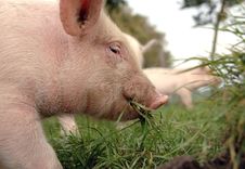 Eating Piglet Close Up Stock Photography Eating Piglet Close Up Stock Photography