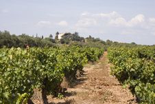 Vineyard Royalty Free Stock Photos Vineyard Royalty Free Stock Photos