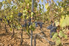 Vineyard Stock Photos Vineyard Stock Photos