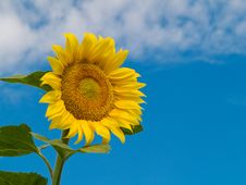 Sunflower Stock Images Sunflower Stock Images