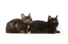 Two Kittens Royalty Free Stock Photos