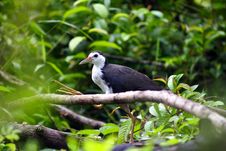 Bird Royalty Free Stock Images
