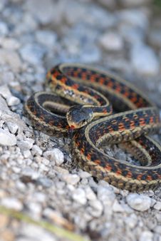 Red-sided Garter Snake Stock Images Red-sided Garter Snake Stock Images