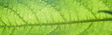 Green Leaf Texture Stock Photography Green Leaf Texture Stock Photography