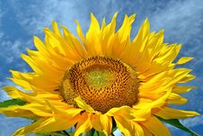 Absolutely Beautiful Sunflower Royalty Free Stock Images Absolutely Beautiful Sunflower Royalty Free Stock Images