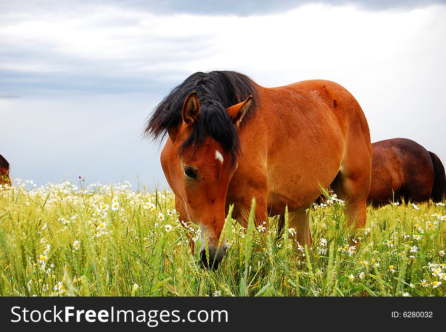 Horse on chews a grass a meadow and missed