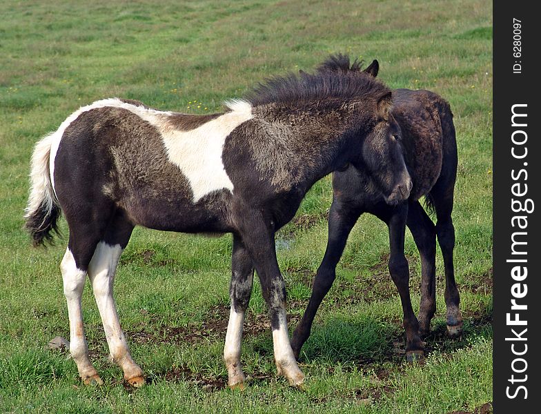 The Icelandic horse specific breed of Iceland. The Icelandic horse specific breed of Iceland