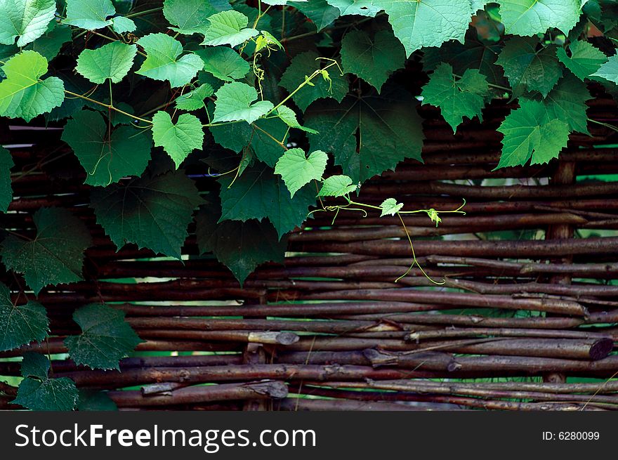Branches of grapes on the woven fence. Branches of grapes on the woven fence
