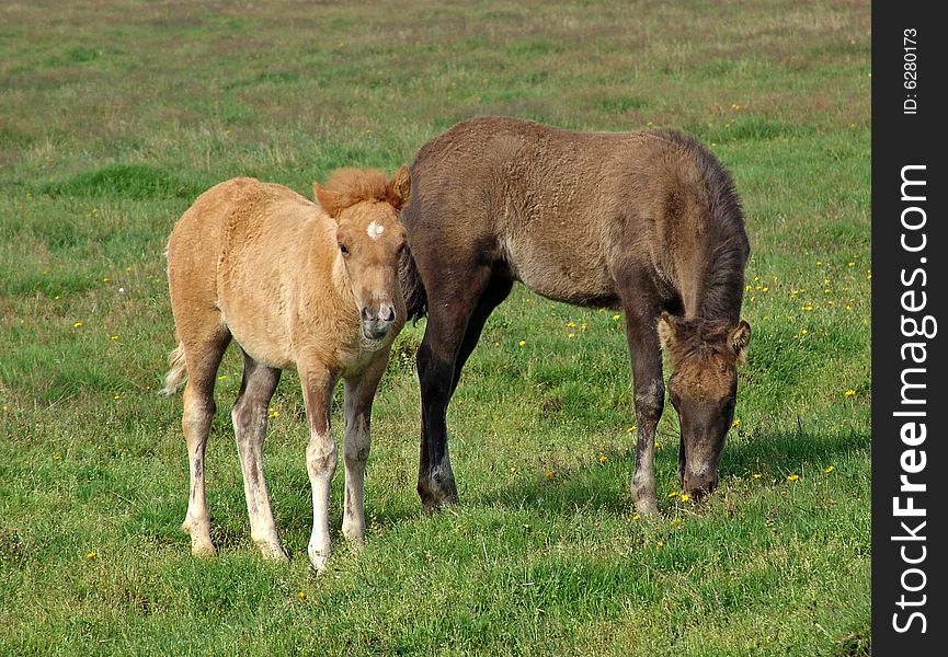 The Icelandic horse specific breed of Iceland. The Icelandic horse specific breed of Iceland