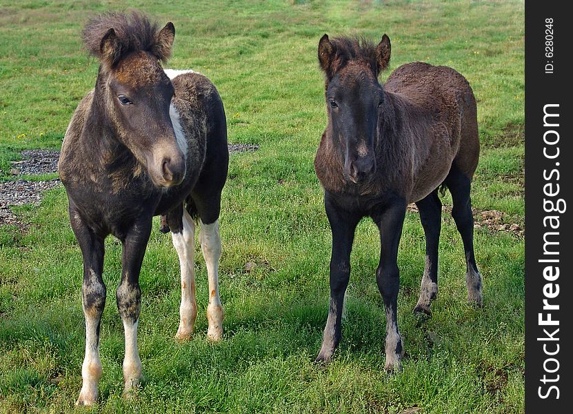 The Icelandic horse specific breed of Iceland. The Icelandic horse specific breed of Iceland