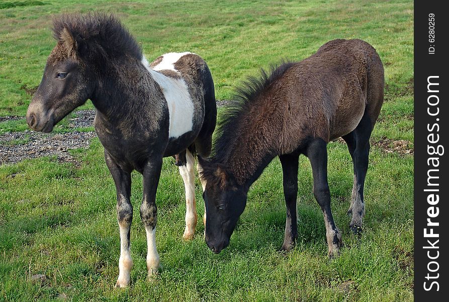 The Icelandic horse specific breed of Iceland. The Icelandic horse specific breed of Iceland