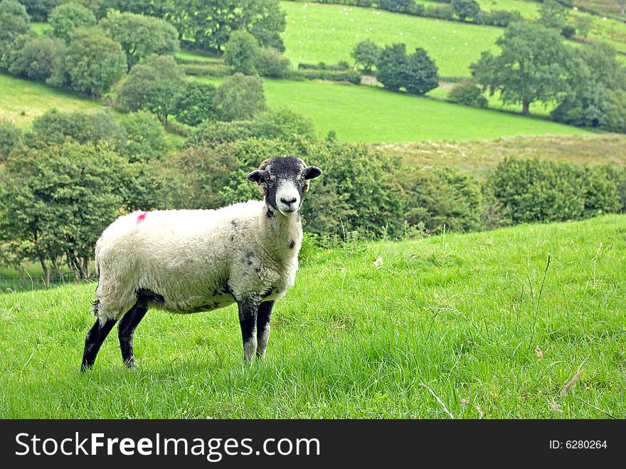 Swaledale Breed of Sheep in Landscape. Swaledale Breed of Sheep in Landscape.