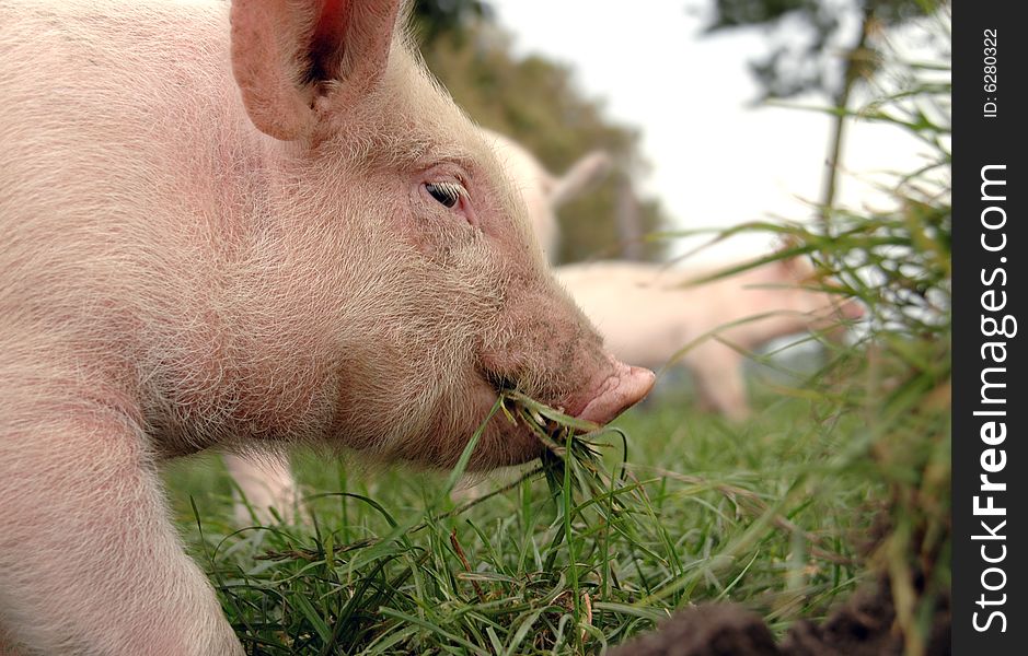 Low close up of an eating piglet in the grass on a biological farm. Low close up of an eating piglet in the grass on a biological farm