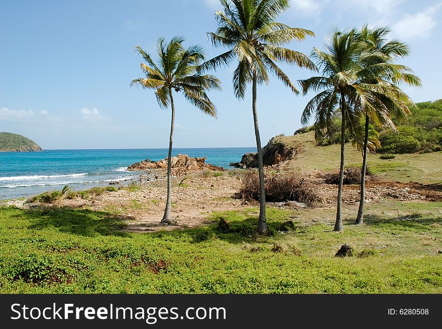 View of the beach with four palm trees on Antigua. View of the beach with four palm trees on Antigua.
