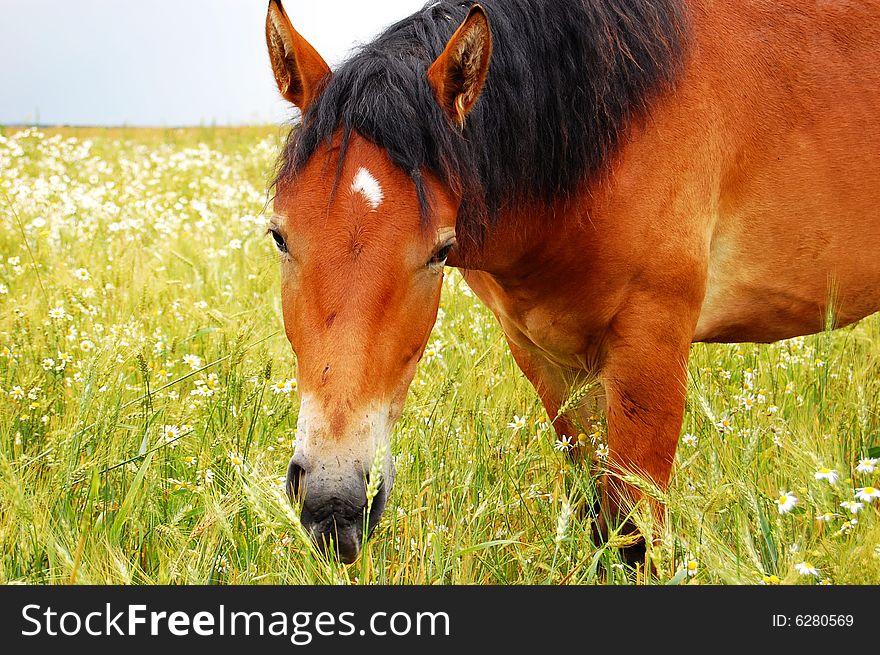 Horse on chews a grass a meadow and missed