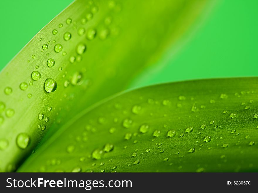 Green bright of a bamboo plant with drops. Green bright of a bamboo plant with drops