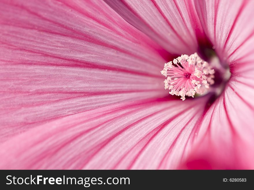 Tenderness of pink flower, background