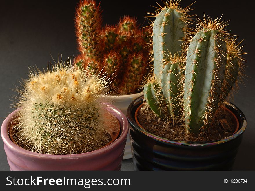 Three cactus with a black background