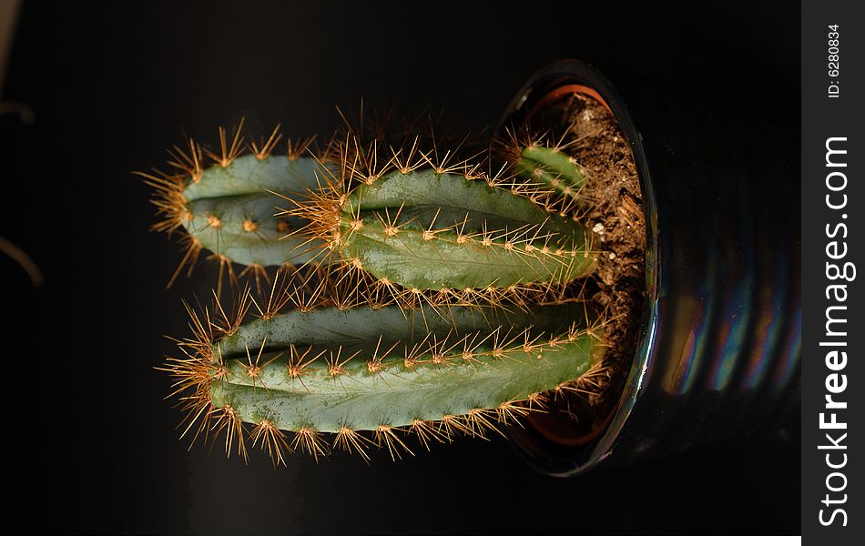 Three cactus with a black background