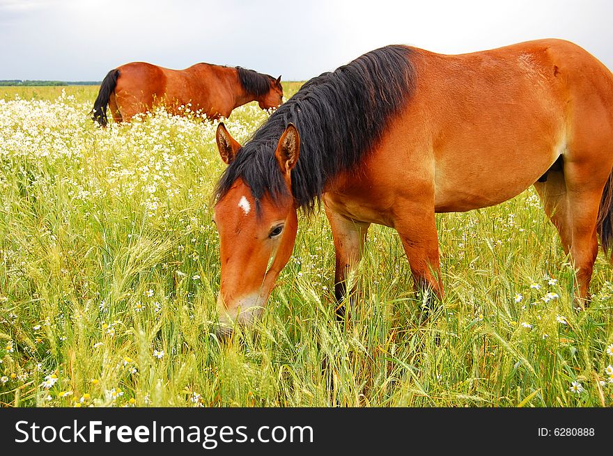 Horse on chews a grass a meadow and missed