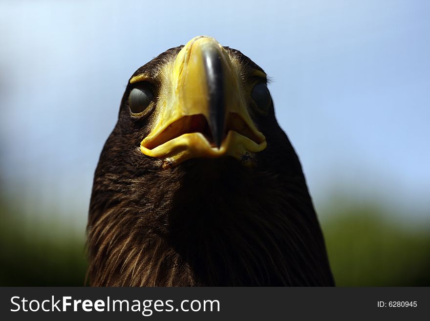 Detail of Head of Eagle with close eyes..looks like blind. Detail of Head of Eagle with close eyes..looks like blind