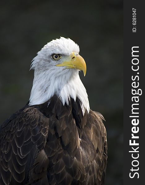 Big eagle in Poland in Eastern Europe