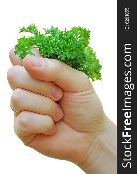 A womanish hand holds the bunch of greenery on a white background