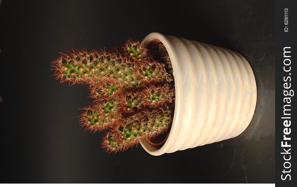 Three cactus with a black background